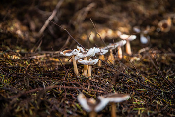 mushroom in the forest