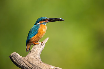 Small male common kingfisher, alcedo atthis, sitting on a bought and holding fist in beak in summer nature with green blurred background. Cute bird hunter with a catch.