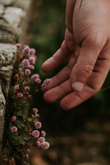 hands holding pink flowers