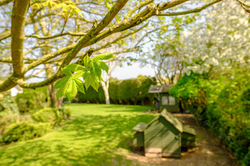 Fototapeta na wymiar Shallow focus of new foliage seen on a horse chestnut tree in late spring. A wooden chicken coup and Wendy house is seen in the background of a large garden.