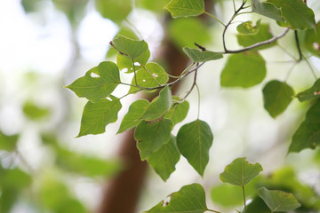 Pho leaf in the garden , soft blur texture background