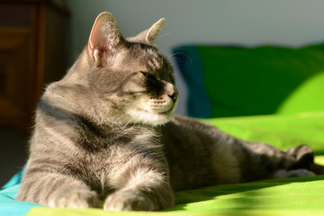 chat allongé sur le lit 