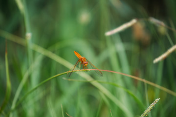 Libelle in der Camargue