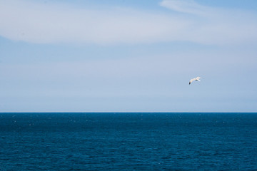 Un gabbiano. Marina di Tricase, Puglia, Italia