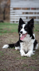 dog border collie white black lies on the ground on the grass with his tongue hanging out