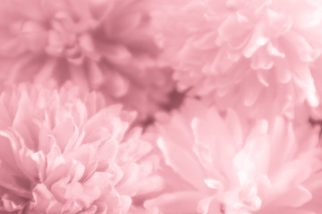 Beautiful abstract color pink and red flowers graphic on white background and light red and pink flower frame and pink leaves texture, pink background, red banner 