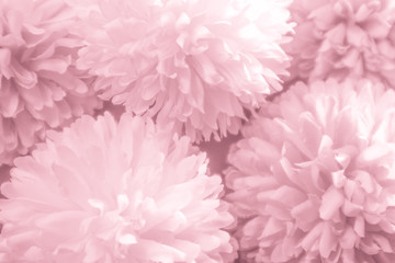 Beautiful abstract color pink and red flowers graphic on white background and light red and pink flower frame and pink leaves texture, pink background, red banner 