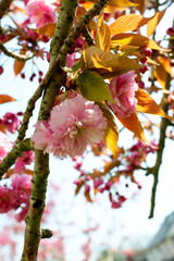 pink cherry blossom close up