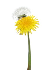 Yellow dandelion spring flower isolated on white background, clipping path