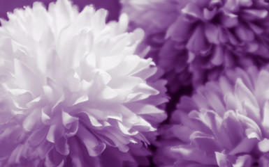 Beautiful abstract color blue pink and purple flowers on black background and blue graphic white flower frame and pink leaves texture, purple background, colorful graphics banner 