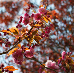 pink cherry blossom close up