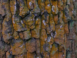 Old gnarled tree trunk showing bark with dark orange growth