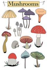 Fototapeta na wymiar Set of mushrooms. Nature and autumn 