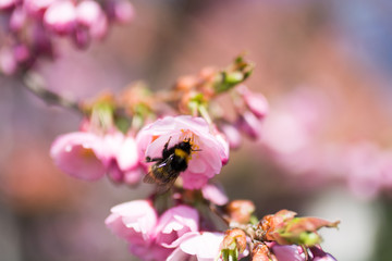 Bumble bee on a cherry blossom flower