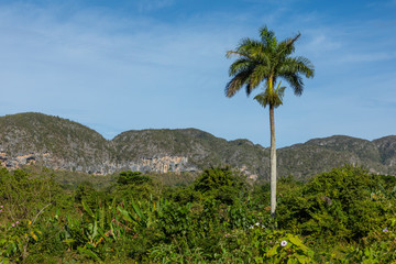 The Vinales Valley (Valle de Vinales), popular tourist destination. Tobacco plantation. Pinar del Rio, Cuba.