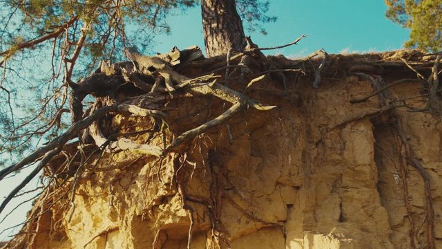 The roots of old big tree stick out of dry earth. Rural landscape. Soli erosion, climate change. Environmental problem.