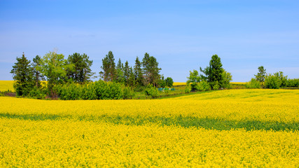 field of blooming canola on a sunny day, in the distance a Muslim cemetery
