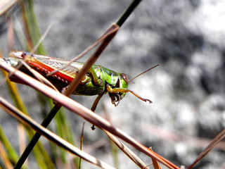 grasshopper sitting on a leaf
