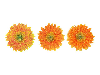 Isolated gerbera flowers with clipping paths.