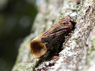 cicada