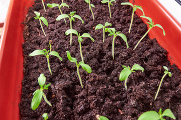 Young green tomato sprouts growing from the ground in a bright plastic drawer for seedlings standing on a windowsill at the window of a house