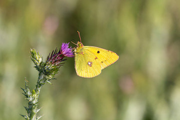 Macrophotographie de papillon - Fluoré - Colias alfacariensis