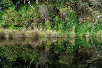 Woodland reflections in Kennett River, Great Ocean Road, Australia