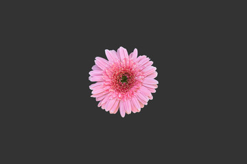 Isolated gerbera flowers with clipping paths.