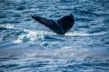 Fototapeta premium Whale tail in the Australian ocean