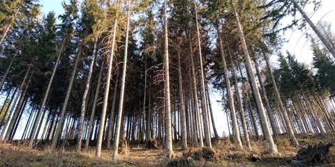 las, drzewa, świerki,  © Marek
