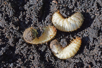 Larves de cétoine dorée, ces vers blancs sont utiles en améliorant les composts des jardiniers.