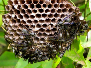 wasps in the hive