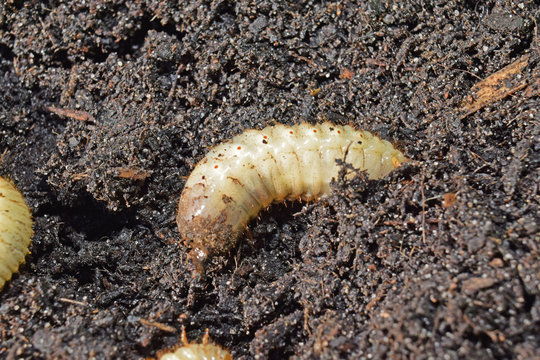 Larves de c&eacute;toine dor&eacute;e, ces vers blancs sont utiles en am&eacute;liorant les composts des jardiniers.