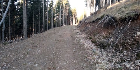 leśna droga, las, droga w lesie, droga pośród świerków © Marek