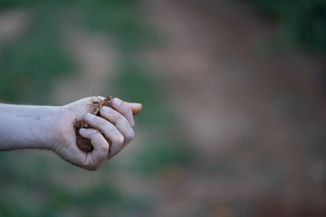 
Roots extracted during the growing season