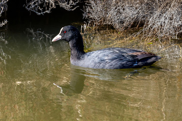 Une Foulque macroule - Fulica atra près de l'étang de Thau à Mèze dans l'Hérault - Occitanie - France