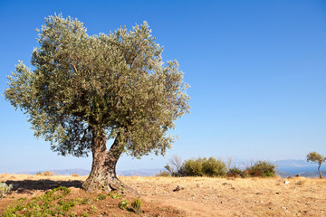 olive tree , Greece, blue sky