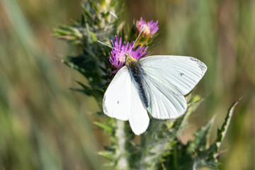 Macrophotographie de papillon - Piéride du navet - Pieris napi