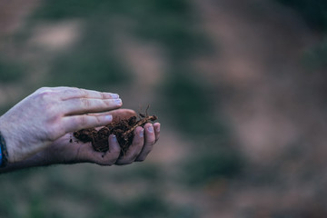 
Roots extracted during the growing season