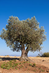 olive tree , blue sky, Greece