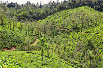 Tea plantations between Yellapatty and Top station in Munnar, Kerala, India