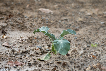 Newly planted broccoli plants being watered in the garden. Broccoli is a cool season crop that is usually planted in the early Spring or late Fall for best results.