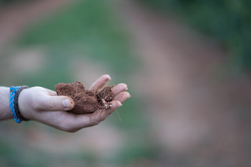 
Roots extracted during the growing season