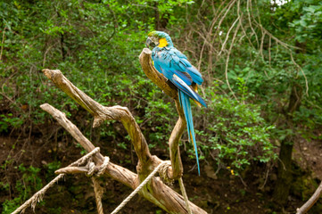 Beautiful parrot with blue and white feathers on a branch of old tree amid green leaves