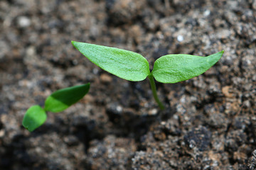 Cultivation of seedling of peppe