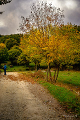 Viale Alberi Autunno