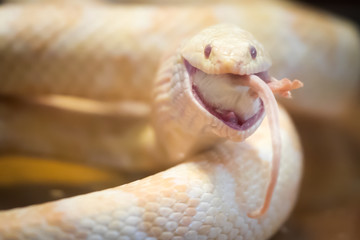 A Corn Snake eating a mouse at feeding time. Pantherophis guttatus is a North American species of rat snake that is frequently kept as a pet.  Found in Southeastern and Central United States.