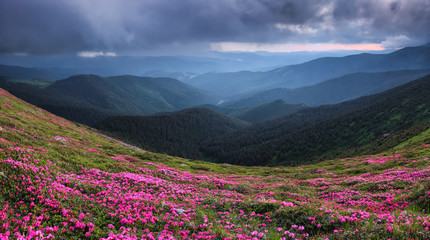 Obraz premium Panoramic view in lawn are covered by pink rhododendron flowers, dramatic sky and high mountain in summer time. Location Carpathian, Ukraine, Europe. Colorful background. Concept of nature revival
