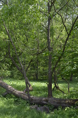 trees in the summer forest