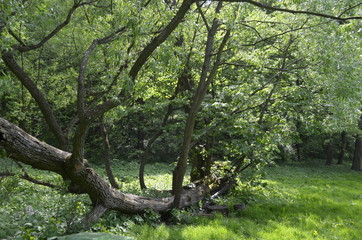 trees in the summer forest